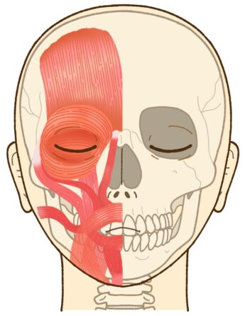 顔の歪みを治す顔ドック顔面骨