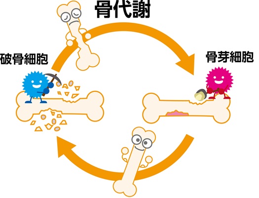 骨と若返りの関係『顔ドック』