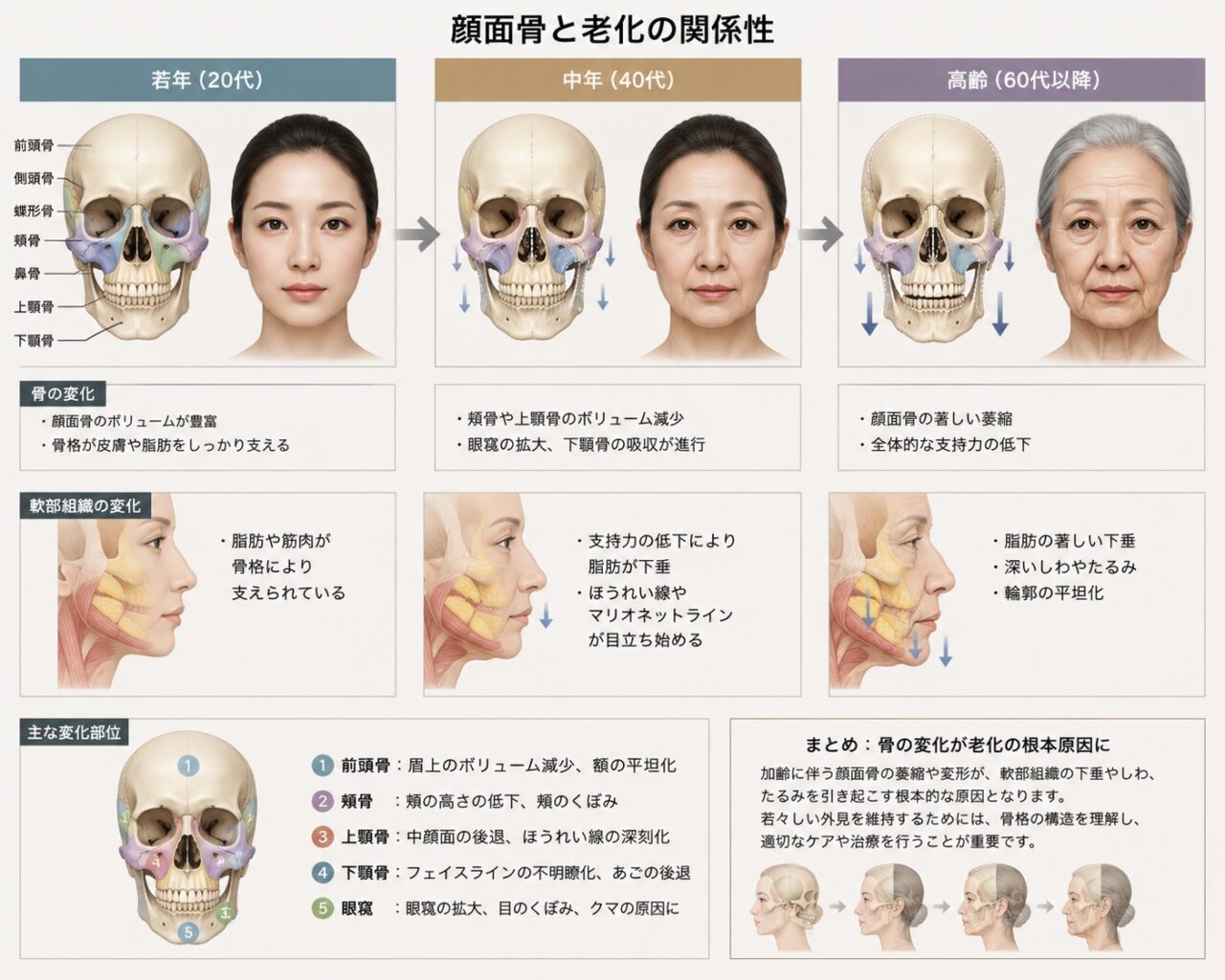 顔面骨と老化の関係性_顔面骨構造研究家 林幸千代