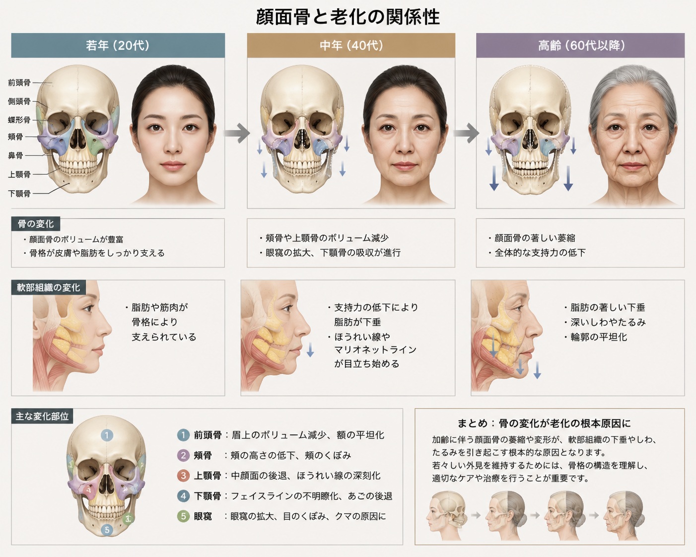 顔面骨と老化の関係性_顔面骨構造研究家 林幸千代