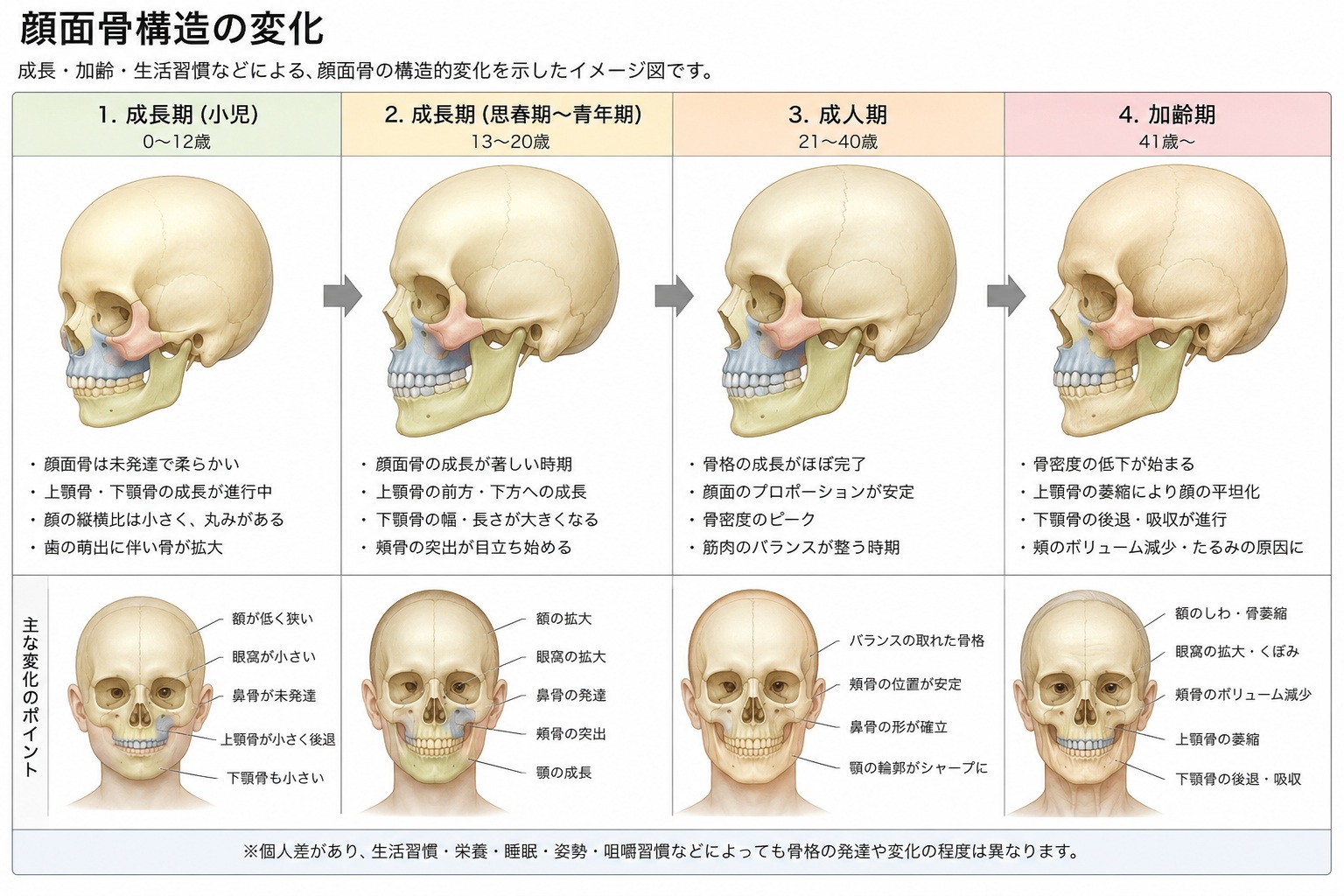 顔面骨構造の変化_顔面骨構造研究家 林幸千代
